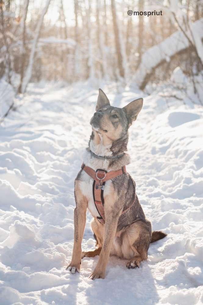 СОБАКА ВЕРСАЛЬ  из приюта Красная сосна для бездомных животных, Москва и Московская область | mospriut