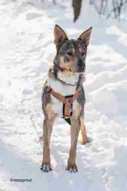 Приют для бездомных животных в Москве и Московской области | Взять собаку или кошку из приюта - mospriut