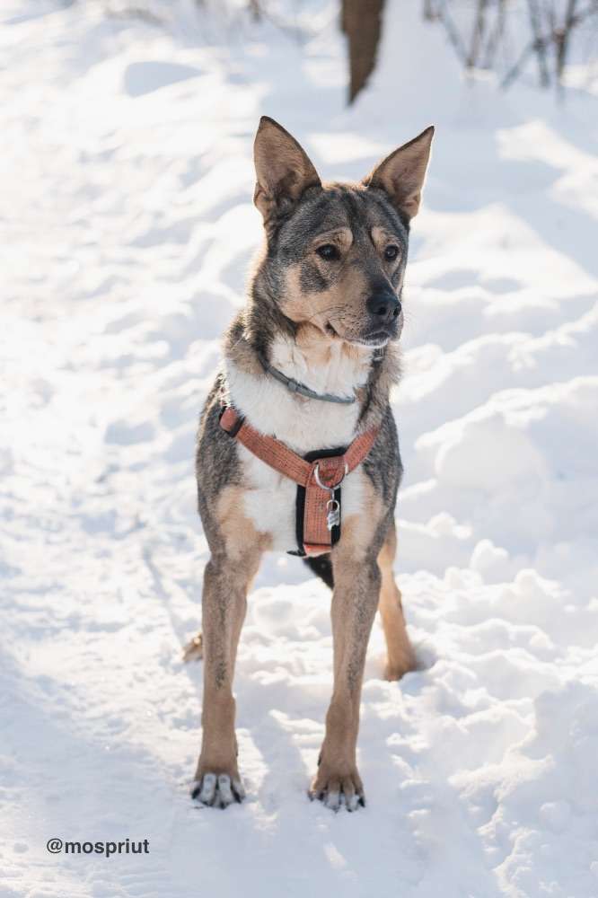 СОБАКА ВЕРСАЛЬ  из приюта Красная сосна для бездомных животных, Москва и Московская область | mospriut