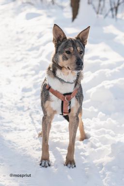 собака Версаль из приюта ищет дом