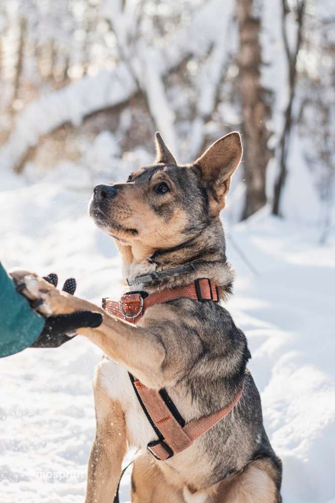 СОБАКА ВЕРСАЛЬ  из приюта Красная сосна для бездомных животных, Москва и Московская область | mospriut