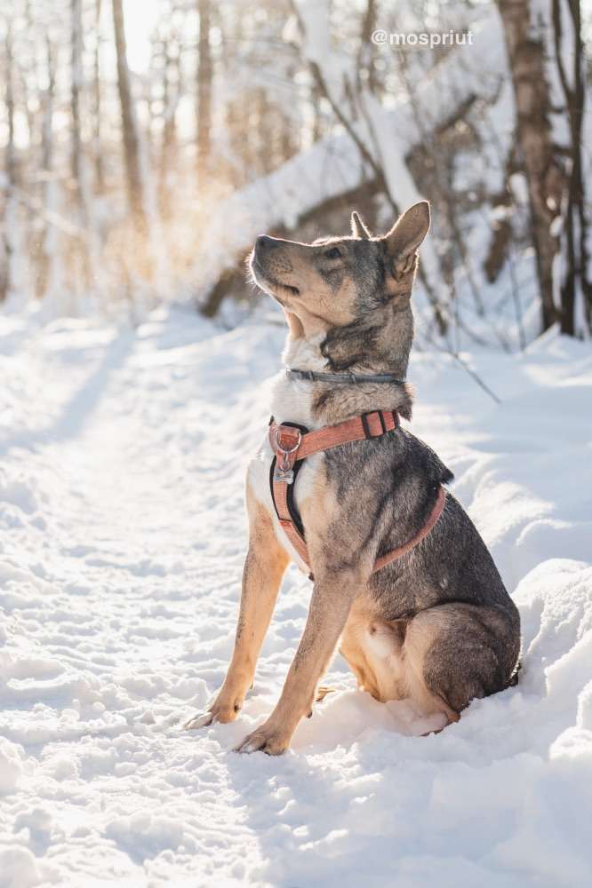 СОБАКА ВЕРСАЛЬ  из приюта Красная сосна для бездомных животных, Москва и Московская область | mospriut