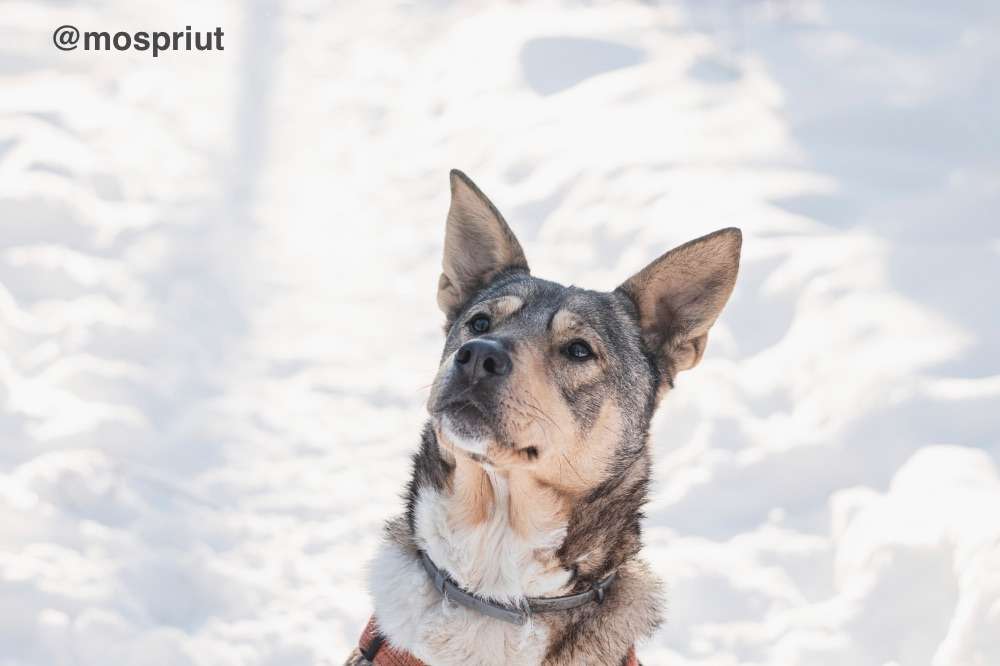 СОБАКА ВЕРСАЛЬ  из приюта Красная сосна для бездомных животных, Москва и Московская область | mospriut