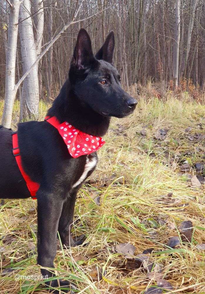 СОБАКА МОРИС из приюта Щербинка для бездомных животных, Москва и Московская область | mospriut