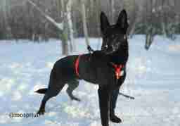 Приют для бездомных животных в Москве и Московской области | Взять собаку или кошку из приюта - mospriut