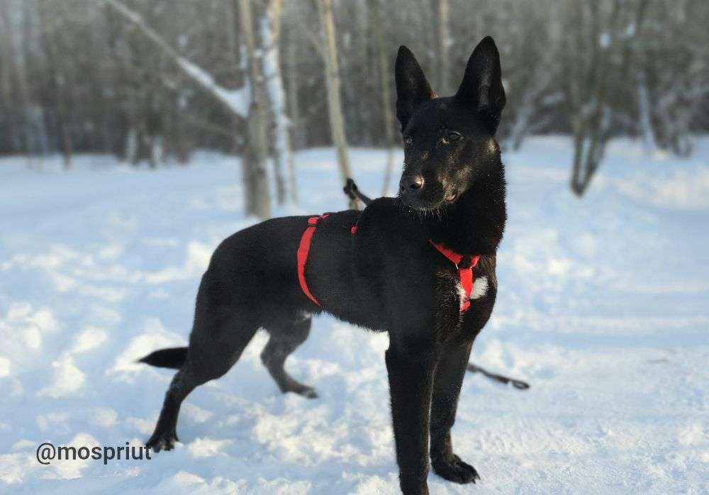 СОБАКА МОРИС   из приюта Щербинка для бездомных животных, Москва и Московская область | mospriut