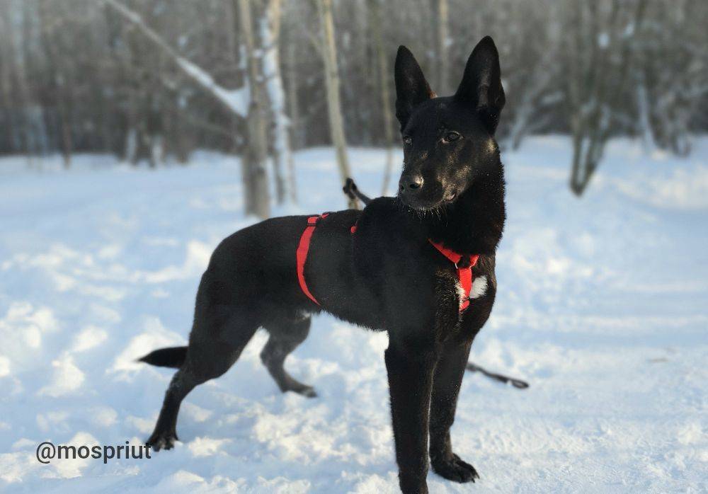 собака Морис   из приюта  для бездомных животных (собаки и кошки), Москва и Московская область