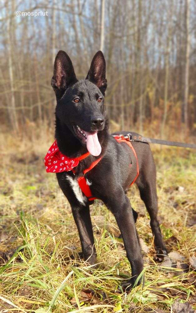 СОБАКА МОРИС из приюта Щербинка для бездомных животных, Москва и Московская область | mospriut