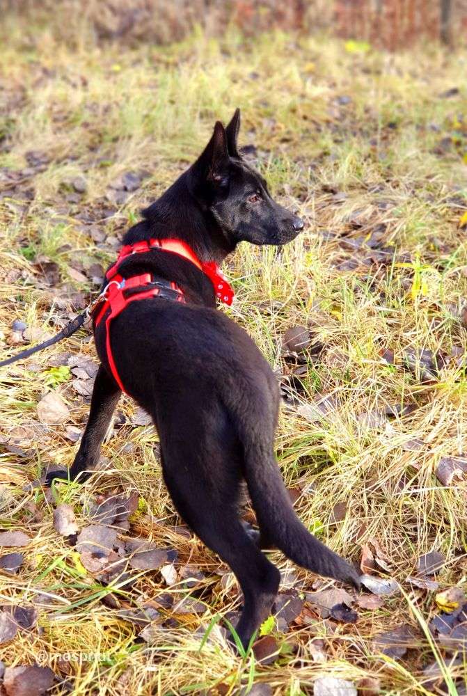 СОБАКА МОРИС из приюта Щербинка для бездомных животных, Москва и Московская область | mospriut