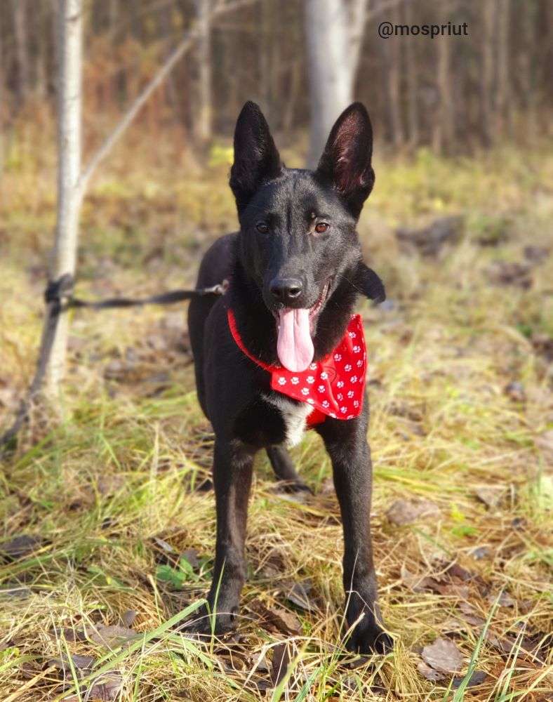 СОБАКА МОРИС из приюта Щербинка для бездомных животных, Москва и Московская область | mospriut