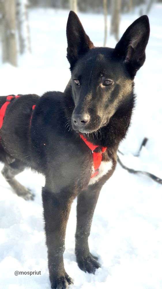 СОБАКА МОРИС   из приюта Щербинка для бездомных животных, Москва и Московская область | mospriut