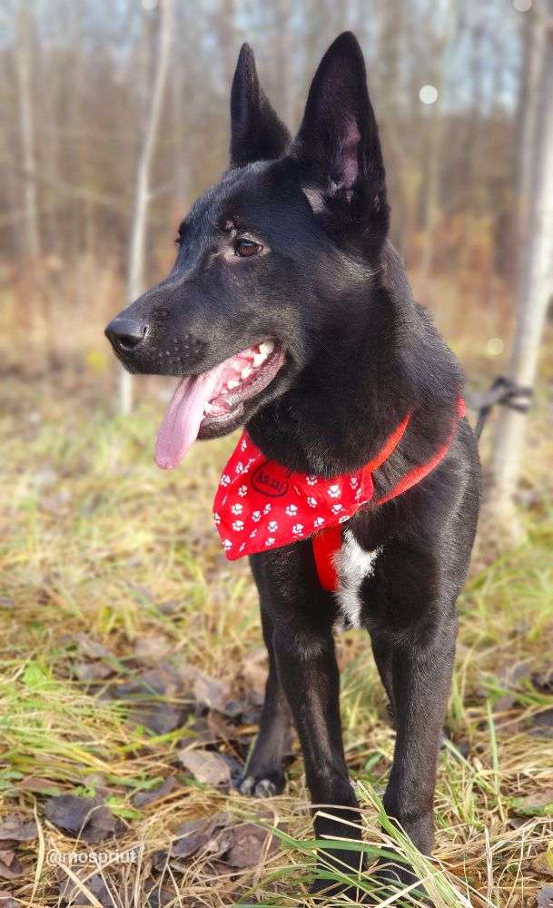 СОБАКА МОРИС из приюта Щербинка для бездомных животных, Москва и Московская область | mospriut