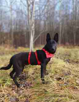 Приют для бездомных животных в Москве и Московской области | Взять собаку или кошку из приюта - mospriut