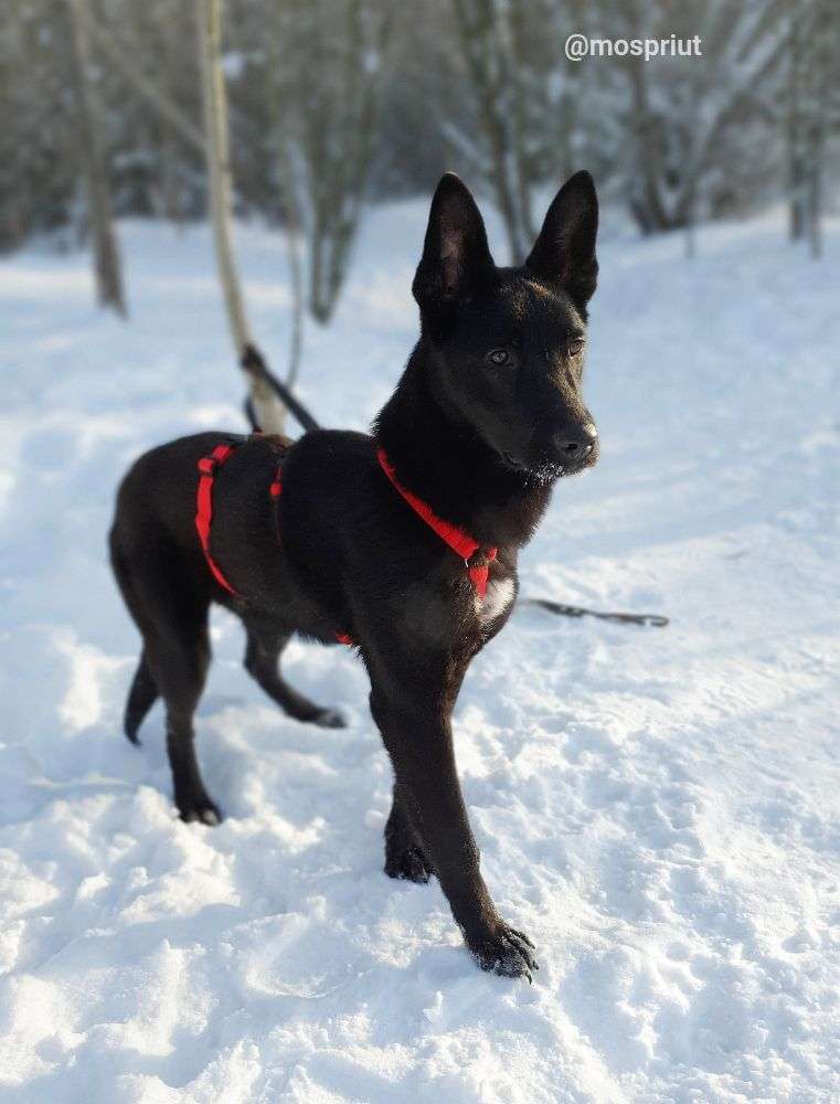 СОБАКА МОРИС   из приюта Щербинка для бездомных животных, Москва и Московская область | mospriut