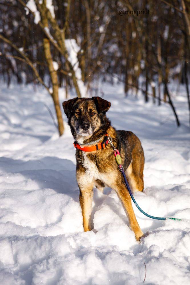 собака Уле Айнар  приюта для бездомных животных