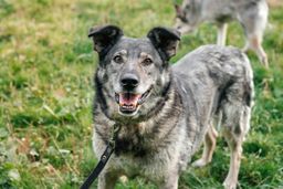 собака Нэнси из приюта ищет дом