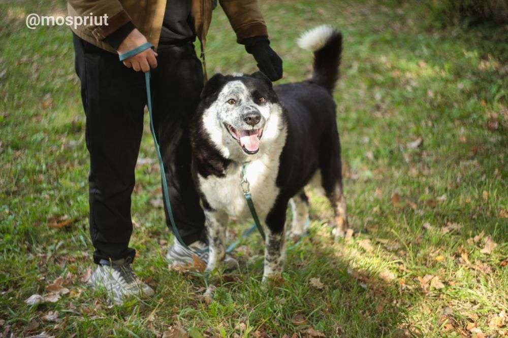 СОБАКА БАРОН  из приюта Дубовая Роща для бездомных животных, Москва и Московская область | mospriut