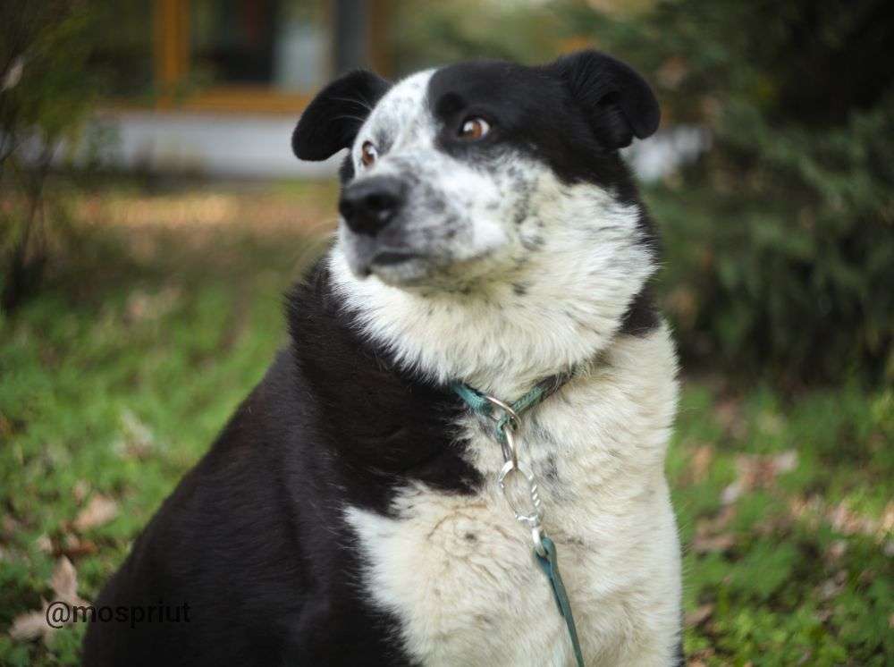 СОБАКА БАРОН  из приюта Дубовая Роща для бездомных животных, Москва и Московская область | mospriut