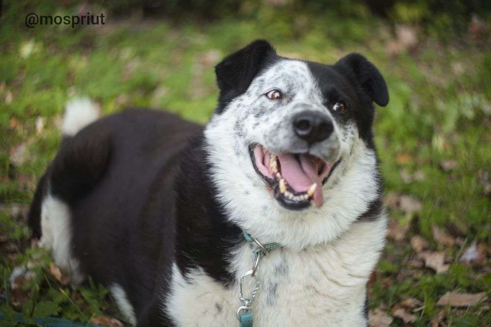 СОБАКА БАРОН  из приюта Дубовая Роща для бездомных животных, Москва и Московская область | mospriut