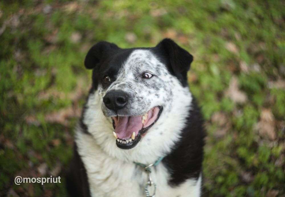 СОБАКА БАРОН  из приюта Дубовая Роща для бездомных животных, Москва и Московская область | mospriut