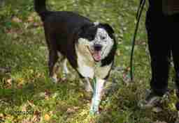 Приют для бездомных животных в Москве и Московской области | Взять собаку или кошку из приюта - mospriut