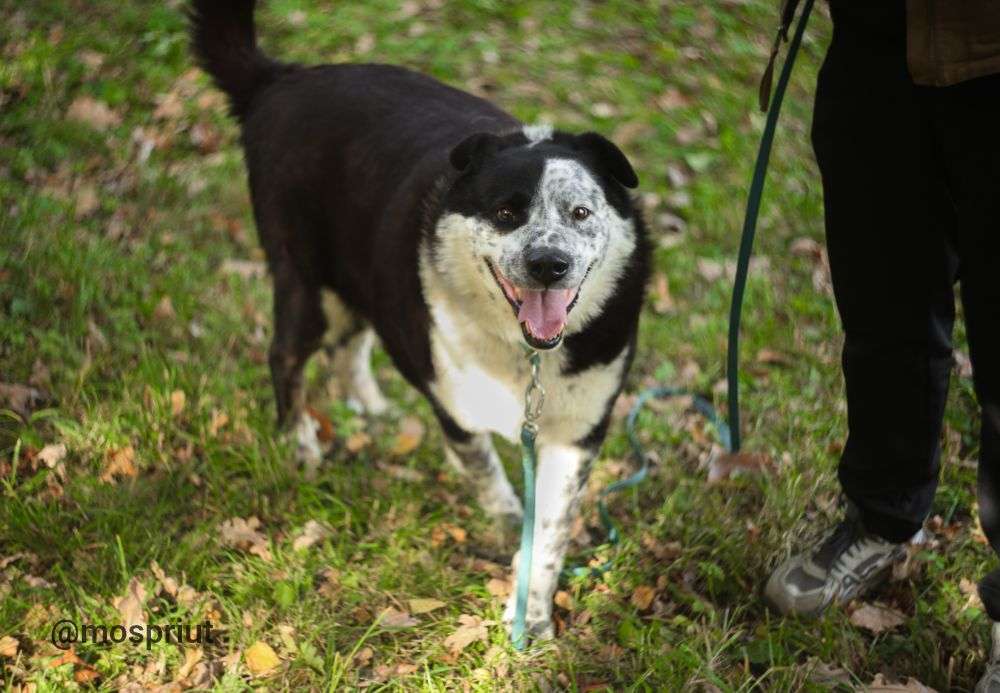 СОБАКА БАРОН  из приюта Дубовая Роща для бездомных животных, Москва и Московская область | mospriut