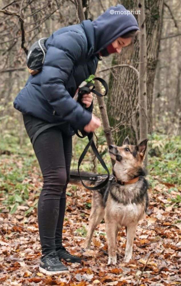 СОБАКА ЛОРА  из приюта Щербинка для бездомных животных, Москва и Московская область | mospriut