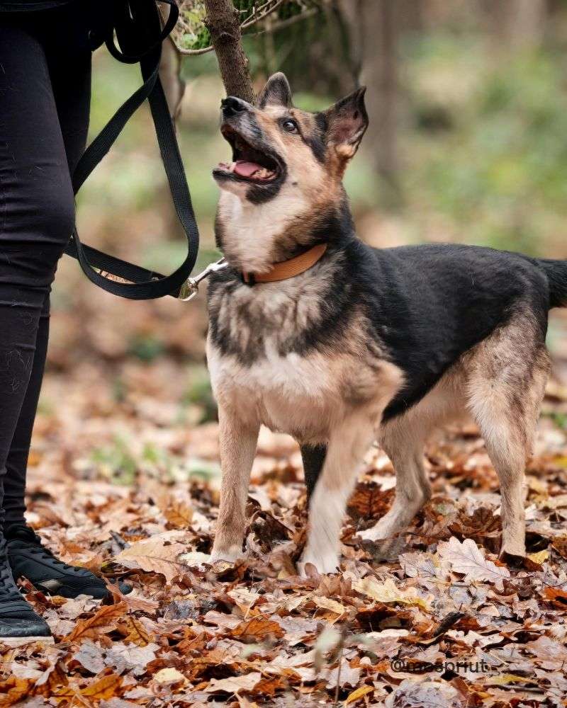 СОБАКА ЛОРА  из приюта Щербинка для бездомных животных, Москва и Московская область | mospriut
