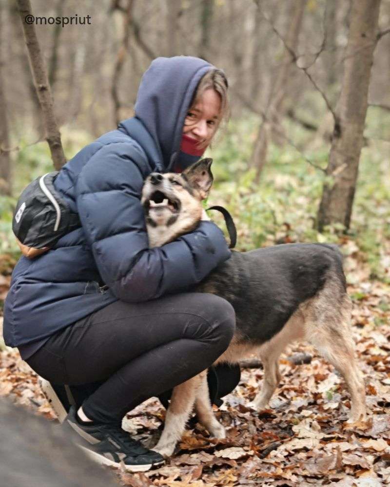 СОБАКА ЛОРА  из приюта Щербинка для бездомных животных, Москва и Московская область | mospriut