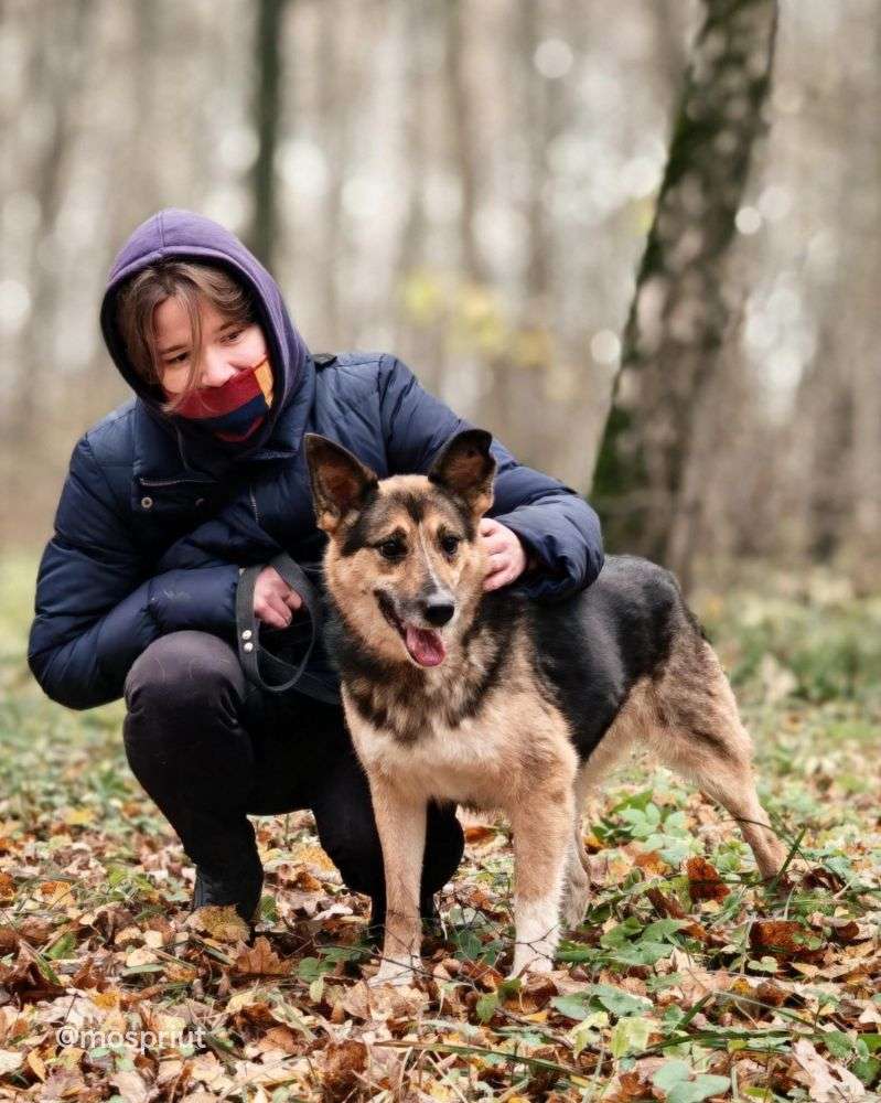 СОБАКА ЛОРА  из приюта Щербинка для бездомных животных, Москва и Московская область | mospriut