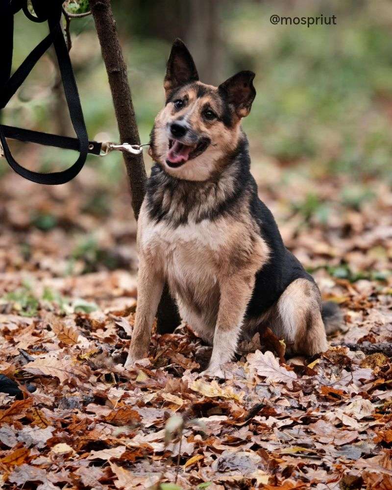 СОБАКА ЛОРА  из приюта Щербинка для бездомных животных, Москва и Московская область | mospriut