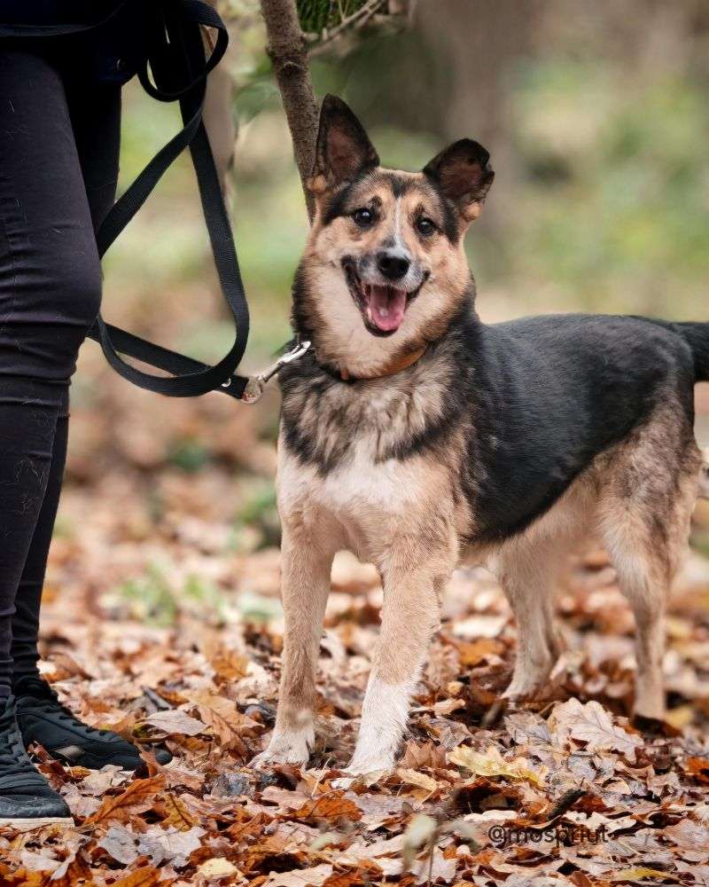 СОБАКА ЛОРА  из приюта Щербинка для бездомных животных, Москва и Московская область | mospriut
