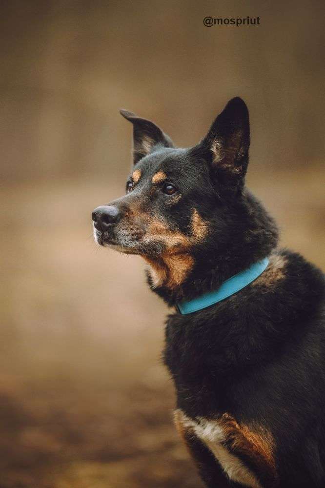 СОБАКА МАКС из приюта Щербинка для бездомных животных, Москва и Московская область | mospriut