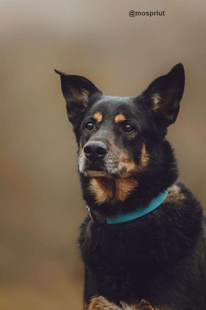 СОБАКА МАКС из приюта Щербинка для бездомных животных, Москва и Московская область | mospriut