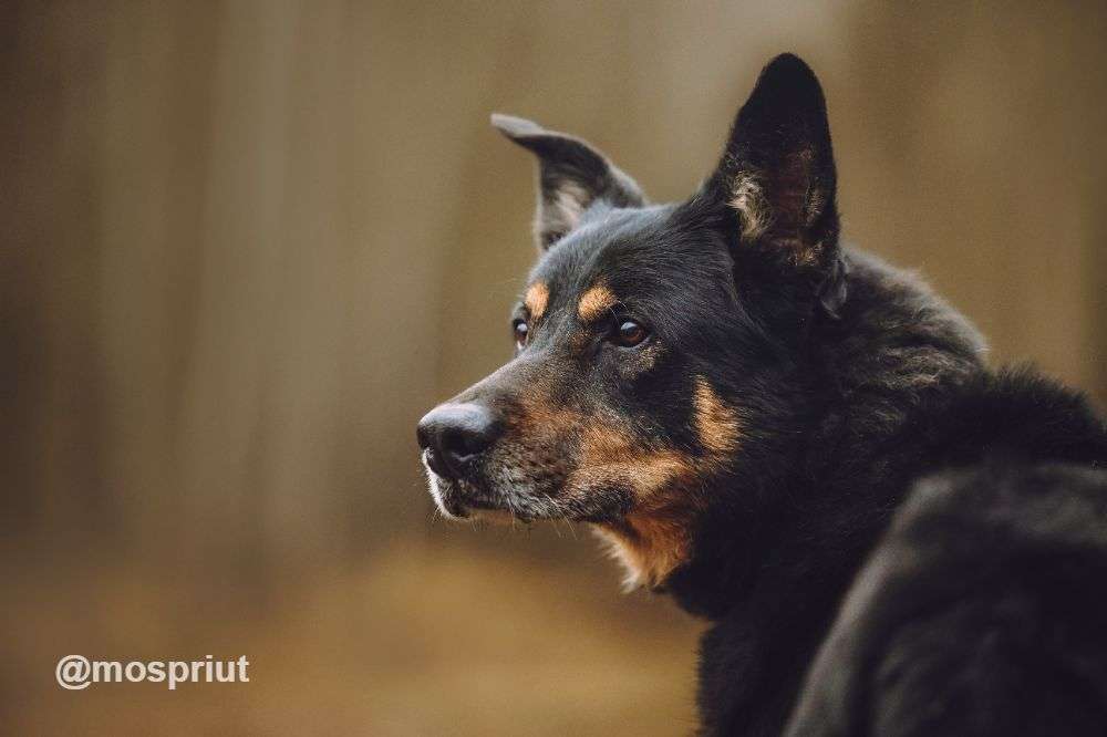 СОБАКА МАКС из приюта Щербинка для бездомных животных, Москва и Московская область | mospriut