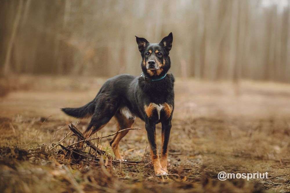 СОБАКА МАКС из приюта Щербинка для бездомных животных, Москва и Московская область | mospriut