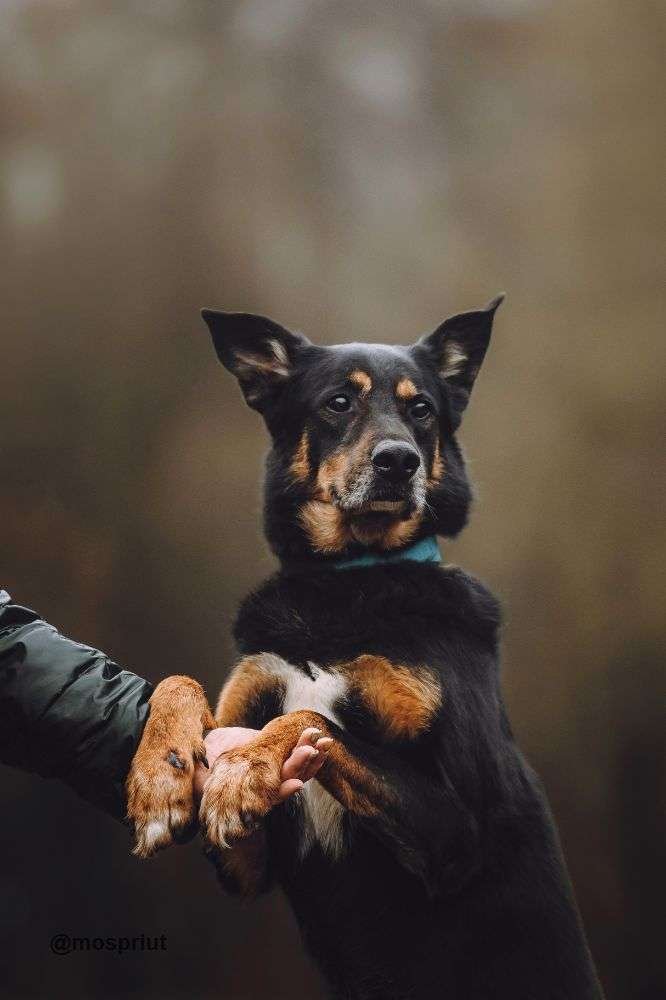 СОБАКА МАКС из приюта Щербинка для бездомных животных, Москва и Московская область | mospriut