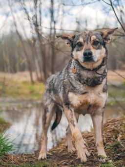 собака Поттер из приюта ищет дом