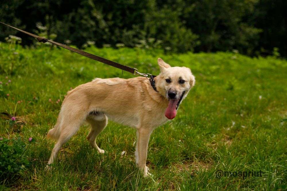 СОБАКА АЛЬТ  из приюта Щербинка для бездомных животных, Москва и Московская область | mospriut
