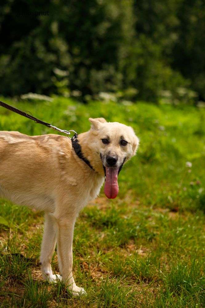 СОБАКА АЛЬТ  из приюта Щербинка для бездомных животных, Москва и Московская область | mospriut