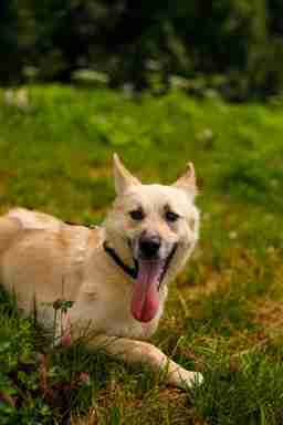 Приют для бездомных животных в Москве и Московской области | Взять собаку или кошку из приюта - mospriut