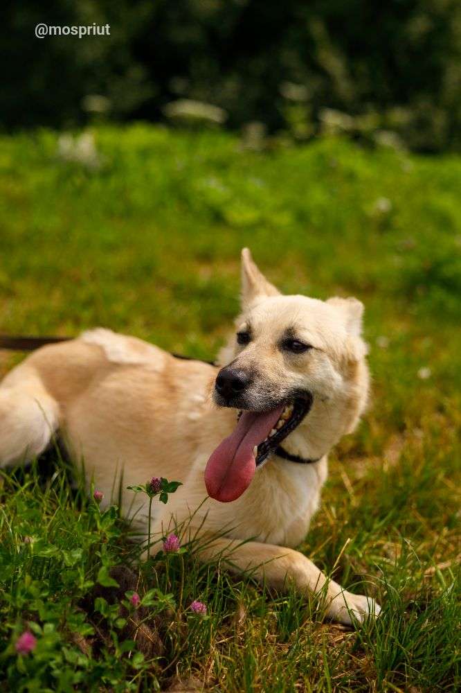 СОБАКА АЛЬТ  из приюта Щербинка для бездомных животных, Москва и Московская область | mospriut