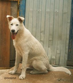 собака Арес из приюта ищет дом