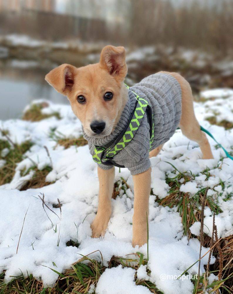 Питомец Николь из приюта для бездомных животных - mospriut (мосприют)