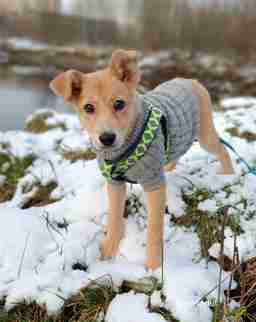 Приют для бездомных животных в Москве и Московской области | Взять собаку или кошку из приюта - mospriut