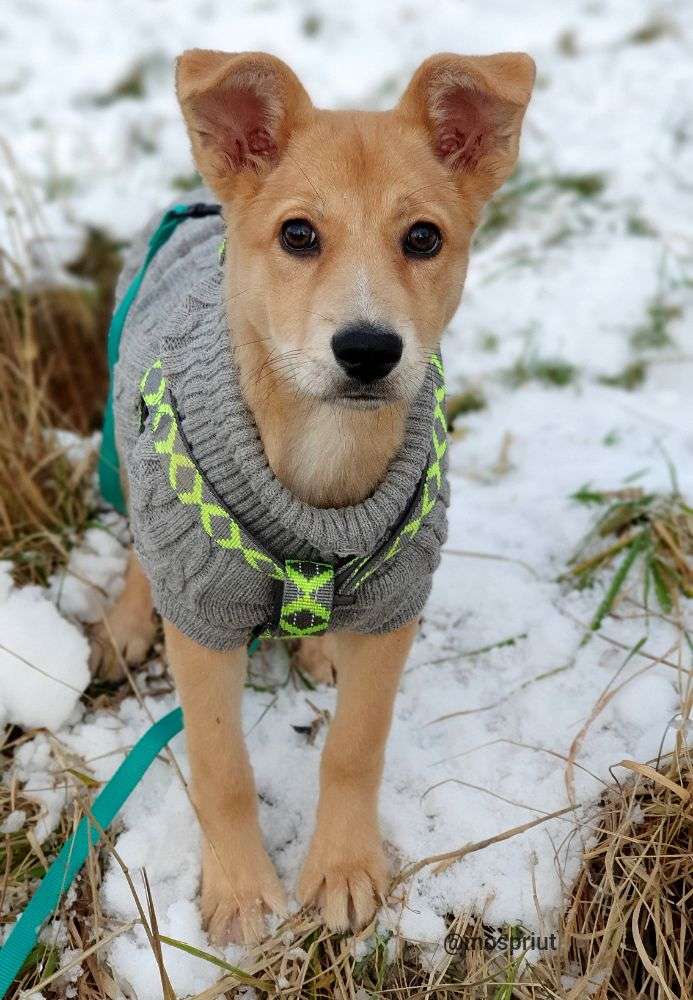 СОБАКА НИКОЛЬ из приюта Щербинка для бездомных животных, Москва и Московская область | mospriut