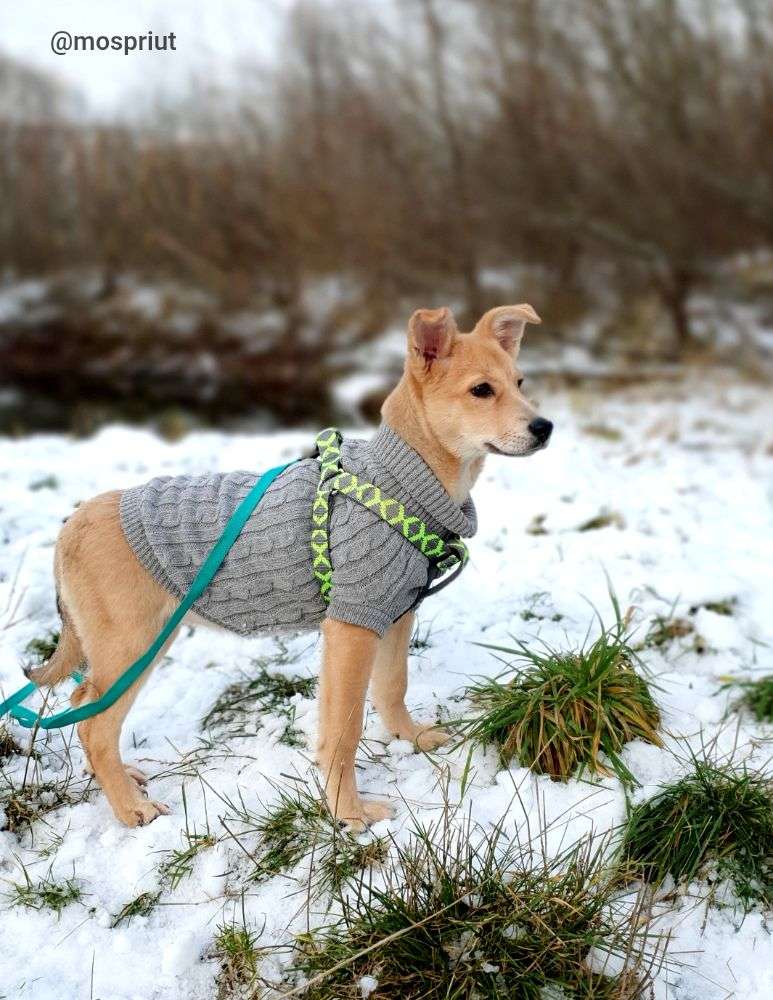 СОБАКА НИКОЛЬ из приюта Щербинка для бездомных животных, Москва и Московская область | mospriut