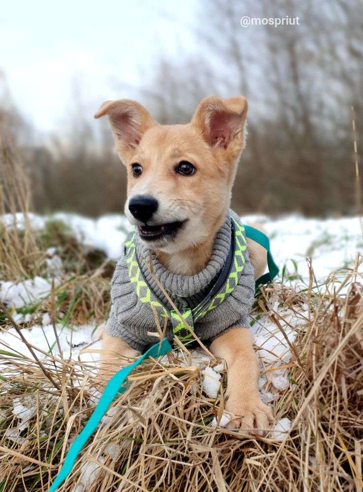 СОБАКА НИКОЛЬ из приюта Щербинка для бездомных животных, Москва и Московская область | mospriut