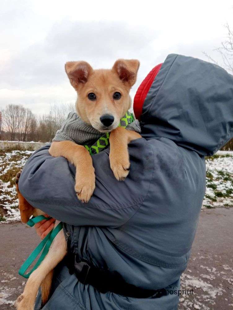 СОБАКА НИКОЛЬ из приюта Щербинка для бездомных животных, Москва и Московская область | mospriut