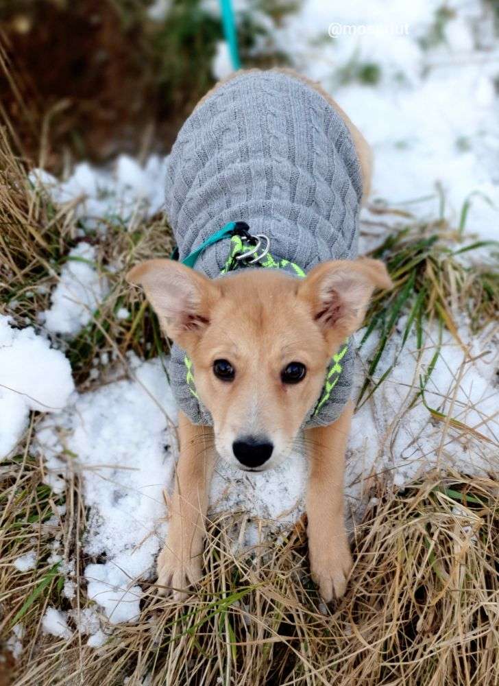 СОБАКА НИКОЛЬ из приюта Щербинка для бездомных животных, Москва и Московская область | mospriut